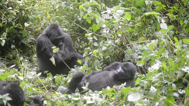 Mountain Gorilla Feeding In Bwindi