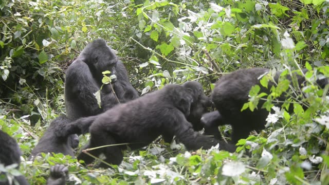 Gorilla Family Resting Together