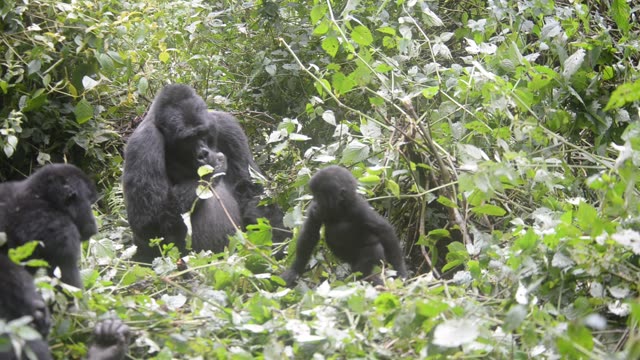 Mountain Gorilla Feeding In Bwindi