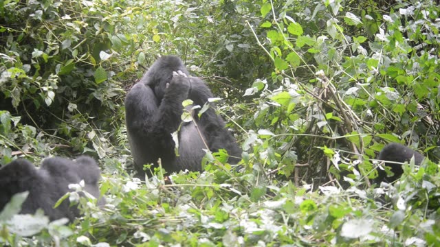 Gorilla Family Resting Together