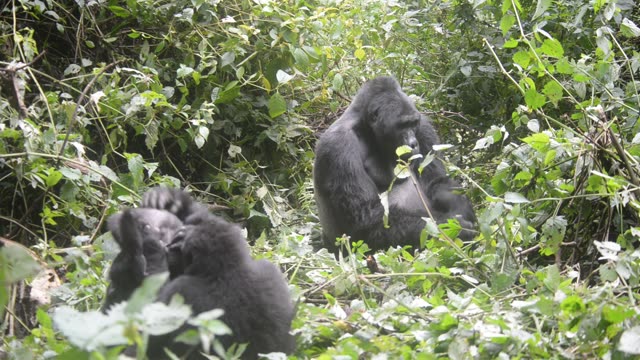 Mountain Gorilla Feeding In Bwindi