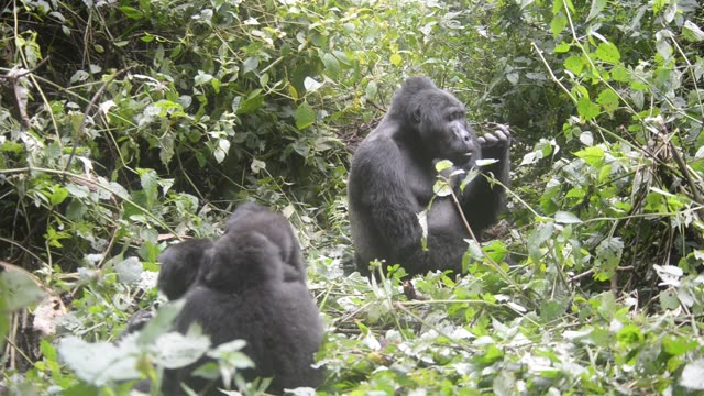Gorilla Family Resting Together