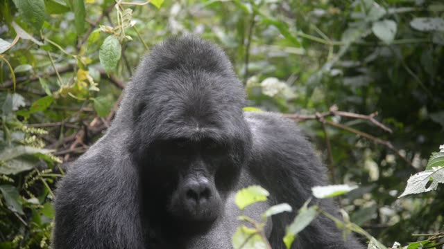 Mountain Gorilla Feeding In Bwindi
