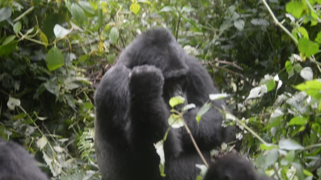 Gorilla Family Resting Together