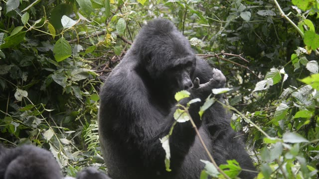 Mountain Gorilla Feeding In Bwindi