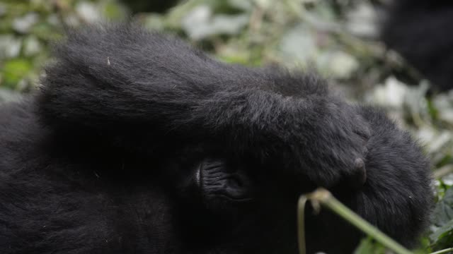 Gorilla Family Resting Together