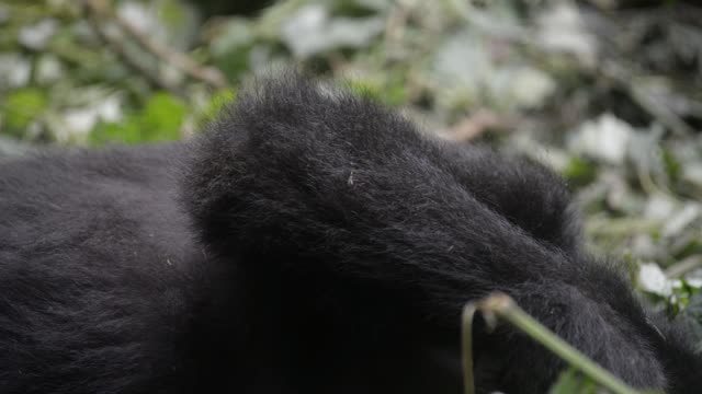 Mountain Gorilla Feeding In Bwindi