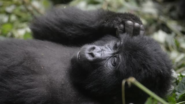 Gorilla Family Resting Together