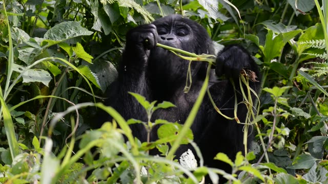 Mountain Gorilla Feeding In Bwindi