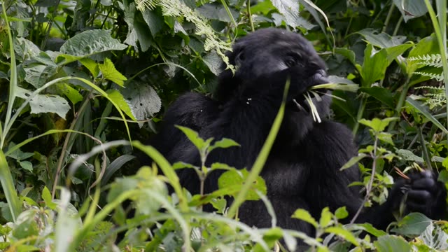 Gorilla Family Resting Together