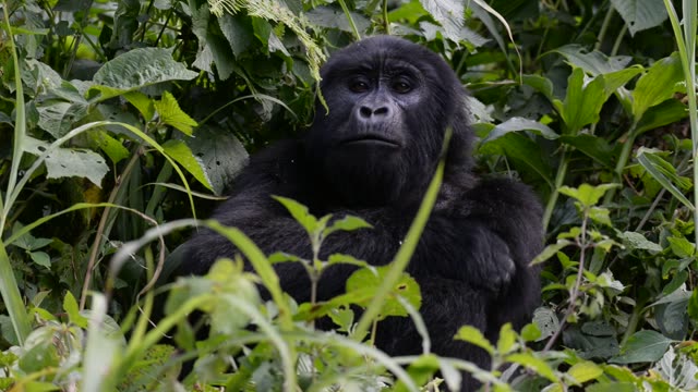 Mountain Gorilla Feeding In Bwindi