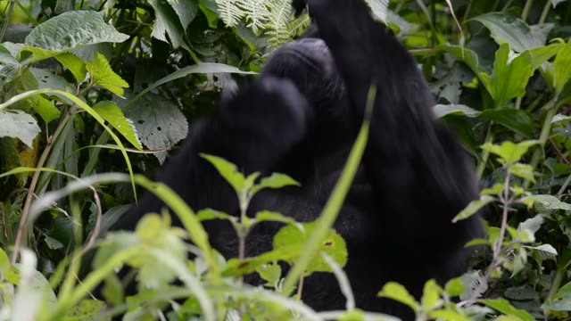 Gorilla Family Resting Together