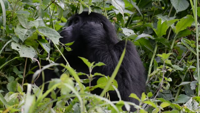 Mountain Gorilla Feeding In Bwindi