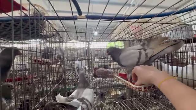 Pigeon Breeding Loft