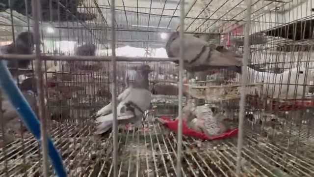 Pigeon Breeding Loft