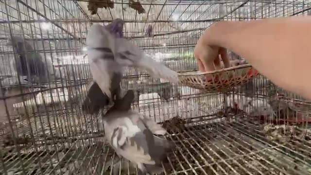 Pigeon Breeding Loft