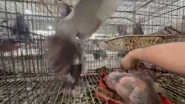 Pigeon Breeding Loft