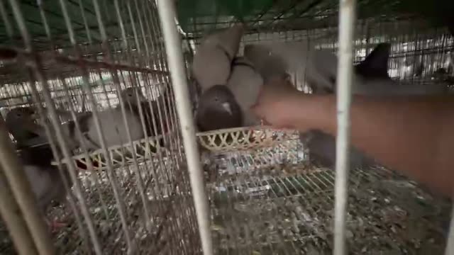 Pigeons In Farm Cages