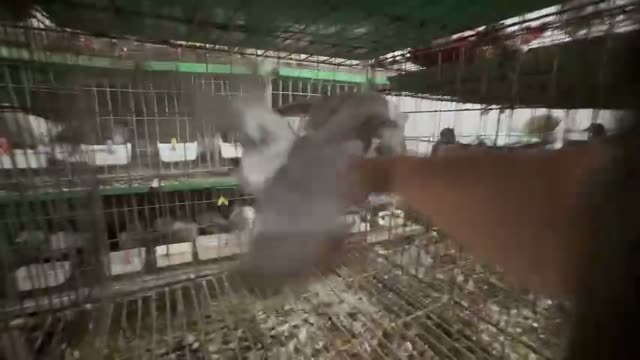 Pigeon Coop With Cages