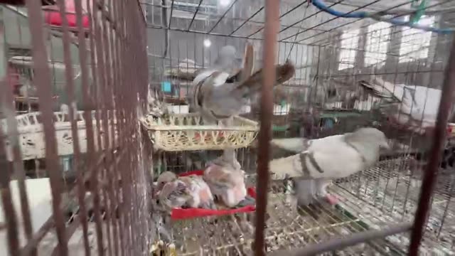 Feeding Pigeons At The Coop