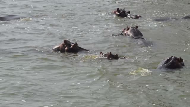 Hippo Pod Surfacing In Lake