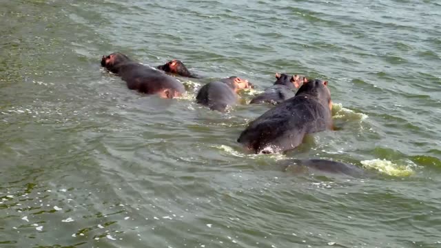 Hippo Group Moving Through Water