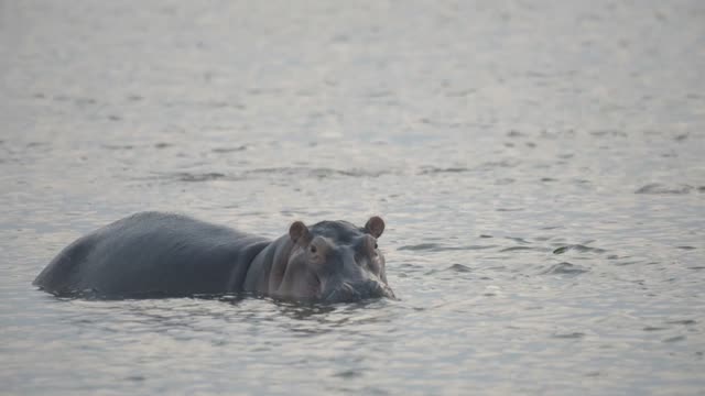Hippo Head Above Calm Water