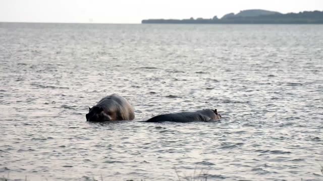 Hippos Facing Distant Shoreline
