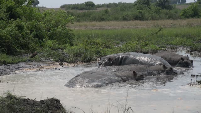 Hippo Head In Sparkling Water