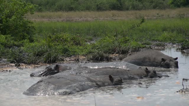 Hippo Family In Mud Wallow