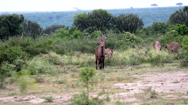Waterbuck Standing In Green Scrub