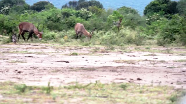 Two Waterbuck Grazing Bare Ground