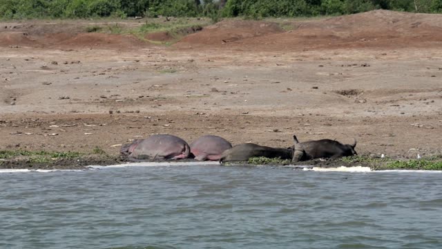 Hippos Resting On Bare Shoreline