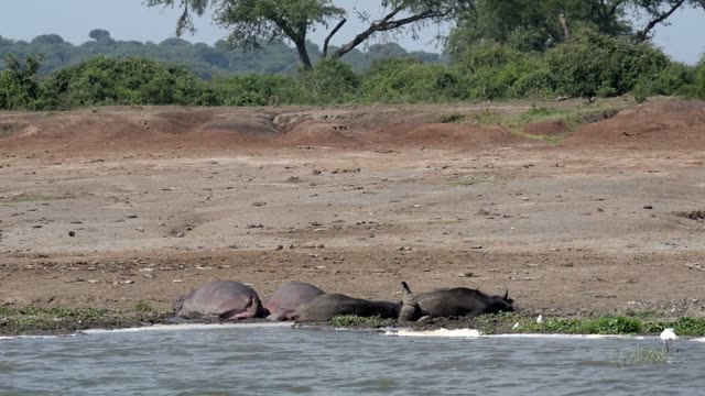 Hippos And Buffalo At Water Edge