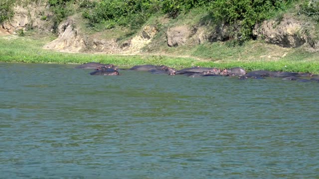 Hippo Line Along Grassy Bank