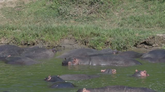 Hippo Pod Below Green Bank