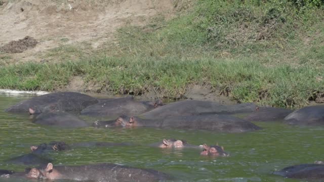 Hippos Packed In Shallow Water