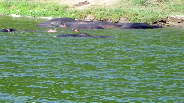 Hippos Along Green River Edge