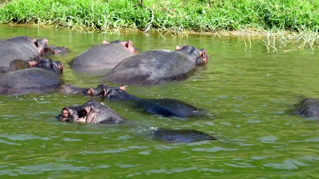 Hippos Crowded Near Grass Edge