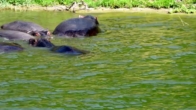 Hippos Drifting In Green Water