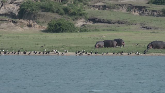 Hippos Grazing Above Bird Colony