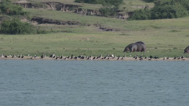 Hippo Feeding Beside Waterbirds