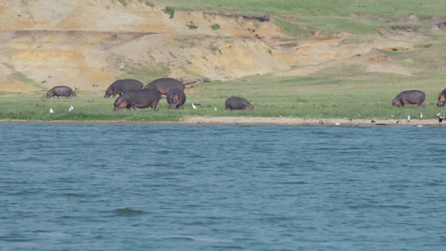 Hippos Grazing Under Yellow Cliffs