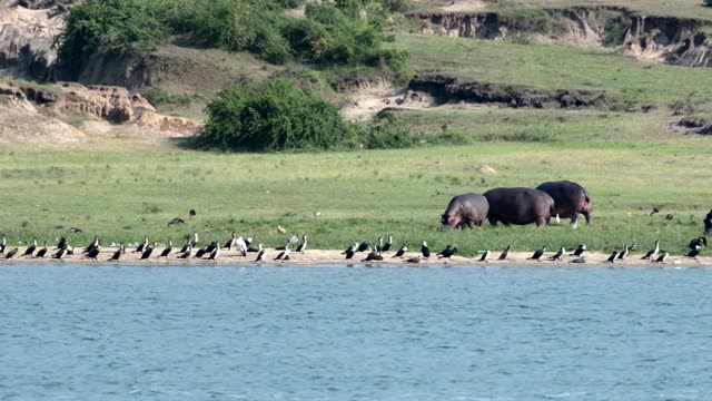 Two Hippos Walking Past Birds