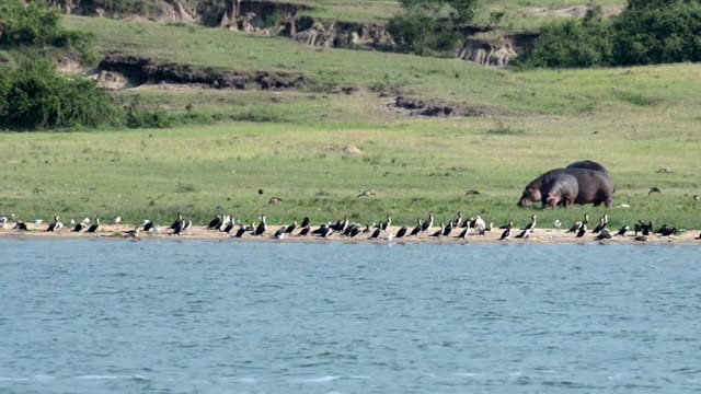 Hippo Grazing Behind Bird Line