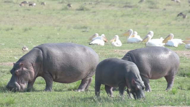 Hippo Family Grazing With Pelicans