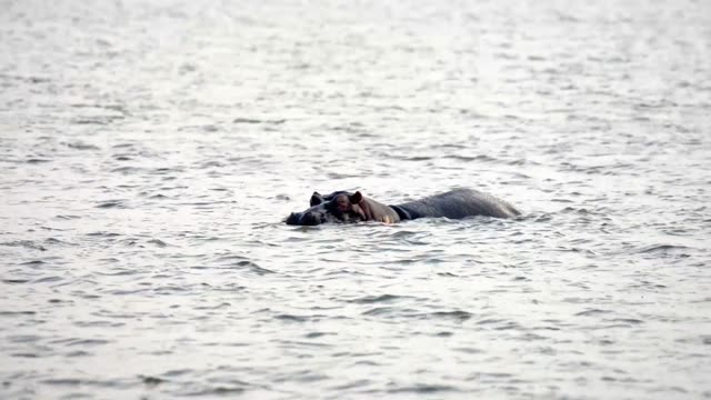 Two Hippos Swimming Silver Water