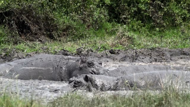 Hippos Wallowing In Grey Mud