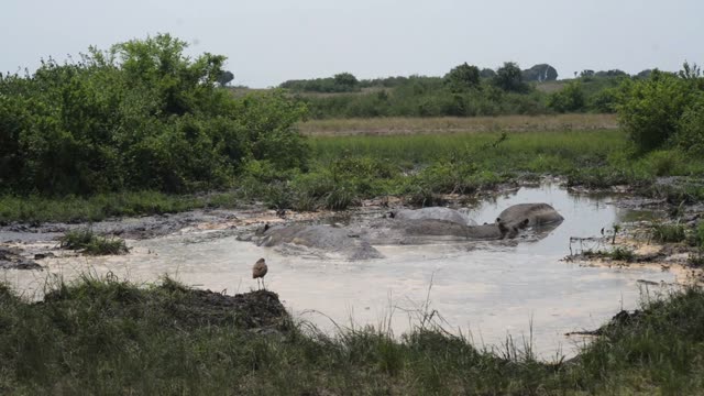 Hippo Resting In Muddy Pond