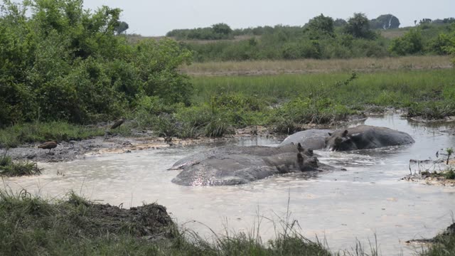 Hippos Splashing In Mud Pool